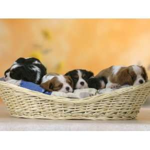 Domestic Dogs, Five Cavalier King Charles Spaniel Puppies, 7 Weeks Old 