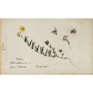1826 Cistus Helianthemum Rockrose Botanical Color Print   Hand Colored 