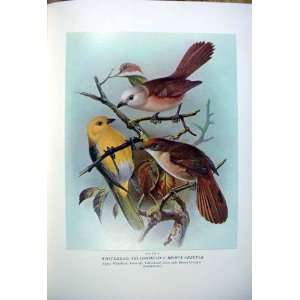  Whitehead Yellowhead & BullerS Birds Of New Zealand