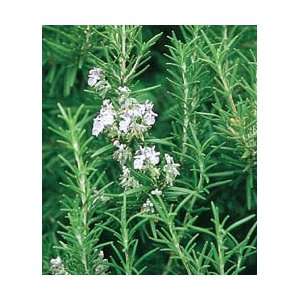  Rosemary Great Garden Herb 50 Seeds: Patio, Lawn & Garden