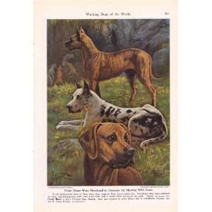 1941 Great Dane Working Dogs Edward Herbert Miner Vintage Dog Print