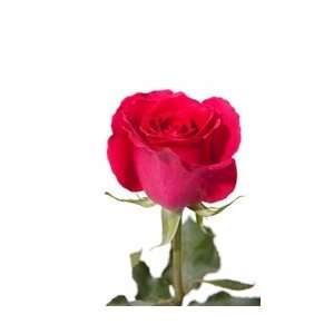  Hot Lady Hot Pink Rose 20 Long   100 Stems: Arts, Crafts 