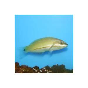   : Stethojulis trilineata Three lined Ribbon Wrasse Office Products
