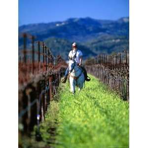 Equestrian Riding in a Vineyard, Napa Valley Wine Country, California 
