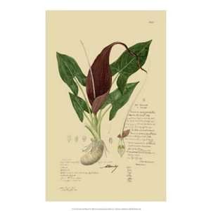  Descubes Aroid Plant IV   Poster (14x21)