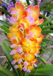 Vanda   Rhynchorides Bangkok Sunset Orchid Plant  