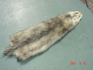 Beautiful full cased skinned opossum pelt approx. Large size. Cased 
