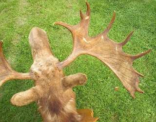 MOOSE HEAD 20 Points Taxidermy 56 SPREAD Mount HUNTING DECOR  