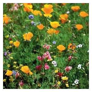   & Morgan California Mixture Wildflower Seeds Patio, Lawn & Garden