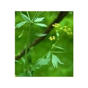  Todds Seeds   Lovage Herb Seed   1oz Seed Packet Patio 