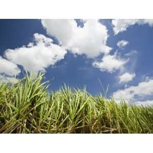  Pioneer Valley Sugar Cane Field, , Marian, Whitsunday 