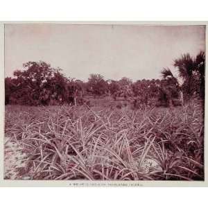  1893 Pineapple Grove Trees Indian River Florida Print 