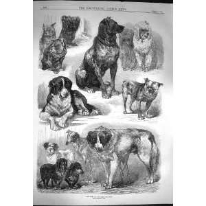  1870 Prize Dogs Paris Show St. Bernard Animals Print