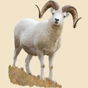  Standing Dall Sheep Indoor Wall Graphic: Home & Kitchen