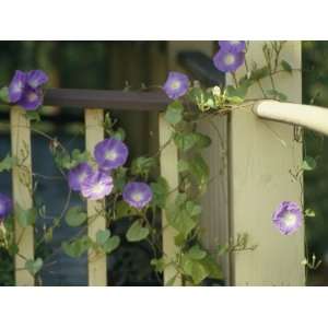 Purple Flowers Bloom on a Vine That Wraps Around a Wooden Fence 