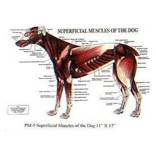   PetMassage Superficial Muscles of the Dog Chart: Explore similar items