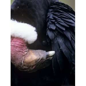Andean Condor, Adult Male, Condor Huasi Rehab Project, Hacienda Zuleta 