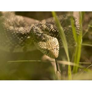 Bull Snake Hides in the Little Missouri National Grasslands Animal 