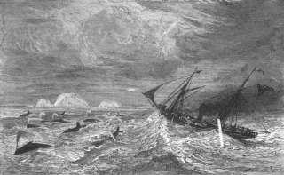 ALASKA: Bering Sea: Midst of Leviathan, old print, 1880  