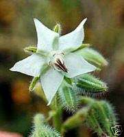 Borage, White flower, officinalis v. alba seed (HE0004)  