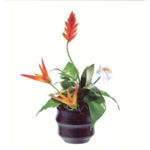  14.5 Ginger Flower/Anthurium Arrangement in Ceramic Pot 