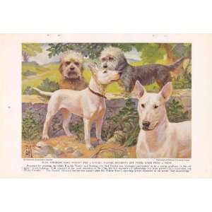 1936 Bull Terrier Dandie Dinmont Terrier Edward Herbert Miner Vintage 