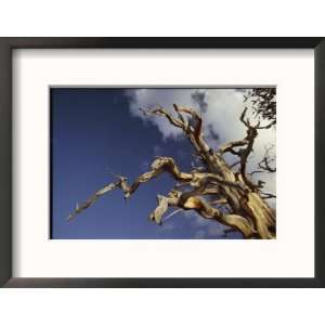  A Gaunt Bristlecone Pine Stands out against the Blue Sky 