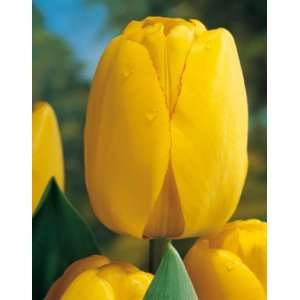  TULIP GOLDEN APELDOORN X 100 Patio, Lawn & Garden