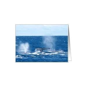  Southern Right Whale blank card Card Health & Personal 