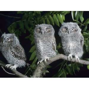  Two Young Eastern Screech Owls, Otus Asio, on a Branch 