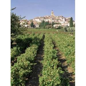 Vineyard, Cote Du Rhone, Sablet, Vaucluse, Provence, France Premium 