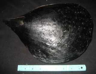   Long x 8 inchs Wide HUGE Atrina Vexillum Pen Shell Sea Shell Seashell