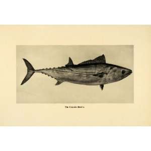  1906 Print Oceanic Bonito Skipjack Tuna Mushmouth Victor 