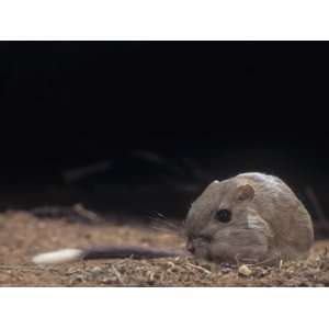  Bannertail Kangaroo Rat, Dipodomys Spectabilis, Deserts of 