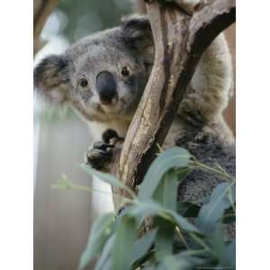 Close View of a Koala Bear National Geographic Collection Photographic 