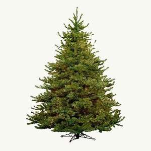  10 Balsam Fir Artificial Christmas Tree   Unlit