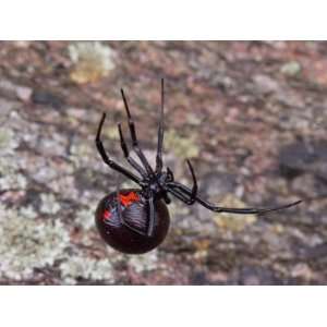  Female Black Widow Spider Hanging Upside Down Displaying Red 