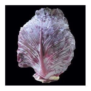  Mammoth Red Rock Cabbage Seeds: Home & Kitchen