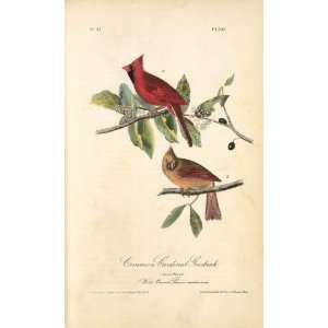oil paintings   John James Audubon   24 x 40 inches   Common Cardinal 