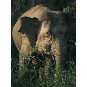  An Asian Elephant Eats a Mouthful of Grasses National 