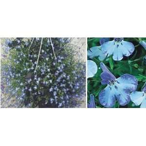  Lobelia  Blue Splash   50 Seeds Patio, Lawn & Garden