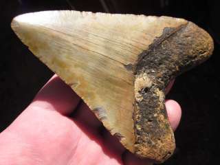 Inch MEGALODON SHARK Tooth Fossil Teeth ATLANTIC USA  
