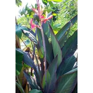  Bird of Paradise Canna   Potted  Blue/Gray Foliage with 