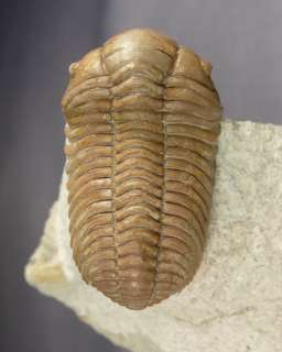   rare ordovician trilobites of the st petersburg region about 18 years