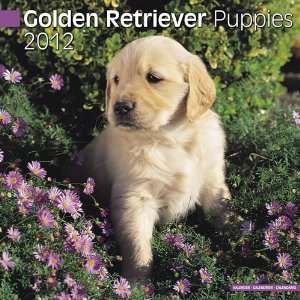  Golden Retriever Puppies 2012 Wall Calendar 12 X 12 