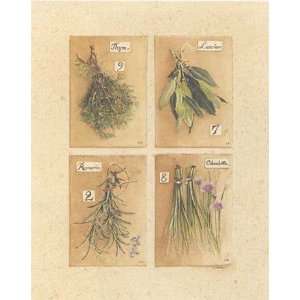  Herbes, Thym   Poster by David Laurence (14.25 x 17.75 
