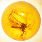 bug, amber inclusion for sale items in Baltic amber fossils store on 