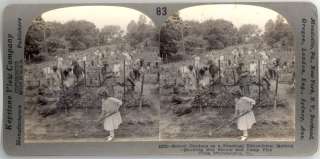 OLD BOY SCOUTS & CAMP FIRE GIRLS STEREOVIEW PHOTO  