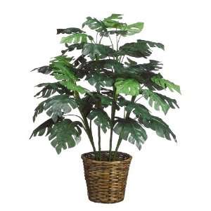   wx32l Split Philodendron in Basket Green (Pack of 2)