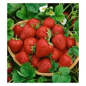  25 Eversweet   Everbearer Strawberry Plants Patio, Lawn & Garden